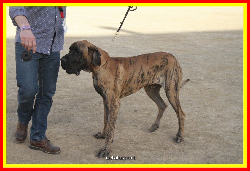180311 mostra_canina 144.jpg